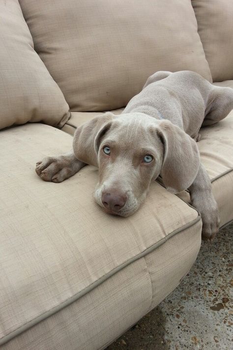 Weimaraner Puppies, Weimaraner Dogs, Cute Dogs And Puppies, Weimaraner, Cute Creatures, Cute Little Animals, Doberman, Beautiful Dogs, Cute Funny Animals