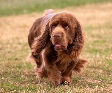 Sussex Spaniel Dog Breed Information & Characteristics Sussex Spaniel, Spaniel Dog, Sporting Dogs, Left Alone, Dog Breed, Spaniel, Dog Friends, Dog Breeds, England