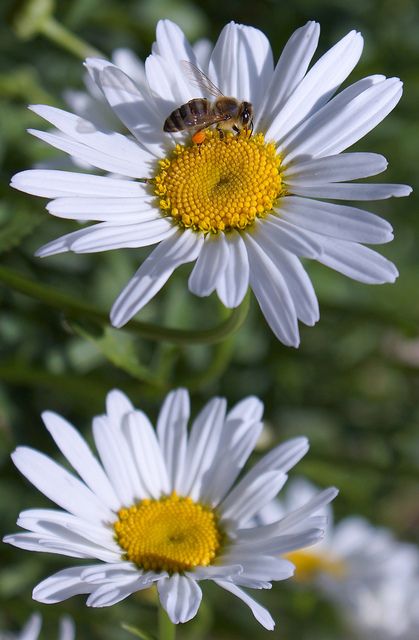 Daisy and Bee Daisy Photo, Daisies And Bees, Daisy Tumblr, From The Daisies Photography, Butterflies And Daisies, Nainital, Nature Beauty, Flower Power, Daisy