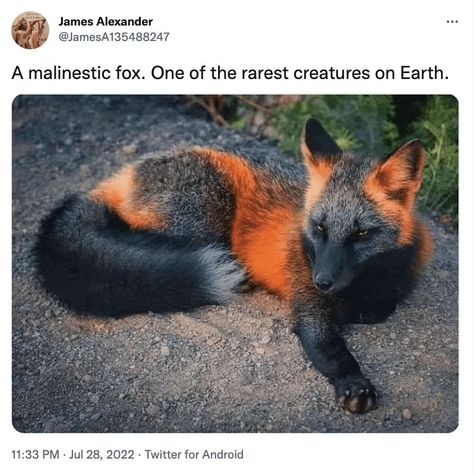 Interesting Animals, Rare Animals, Pretty Animals, Animal Facts, Cute Wild Animals, Funny Animal Memes, Weird Animals, Animal Quotes, Animal Prints