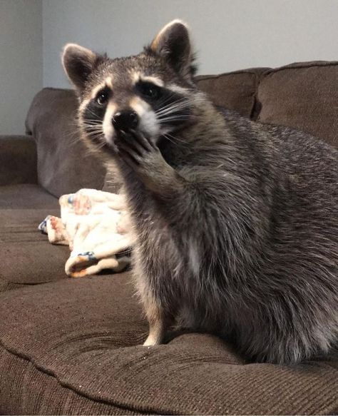 Funny Raccoon Pictures, Trash Pandas, Raccoon Art, Pet Raccoon, Cute Raccoon, Raccoon Funny, Trash Panda, Silly Animals, Racoon