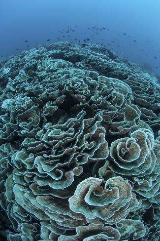 size: 24x16in Photographic Print: Corals are Beginning to Bleach on a Reef in Indonesia by Stocktrek Images : Coral Bleaching, Sea Plants, Underwater Creatures, Sea Coral, Ap Art, High Art, Ocean Creatures, Ocean Life, Patterns In Nature