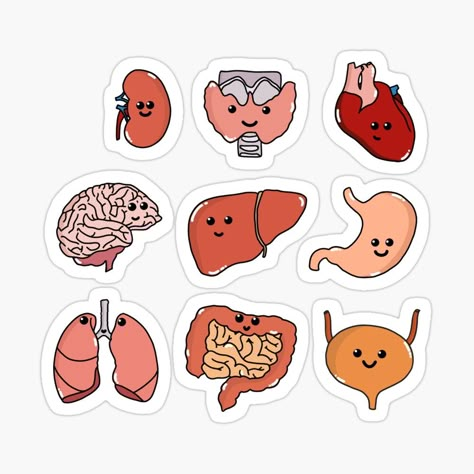 Cute Medical Stickers, Medical Stickers Aesthetic, Organs Art, Medicine Stickers, Stickers Science, Pola Jaring, Anatomy Stickers, Medicine Art, Sistem Pencernaan