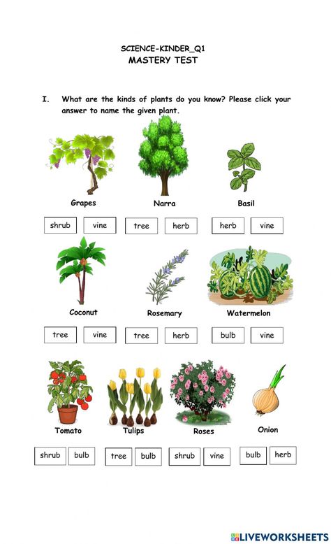 Herbs Shrubs And Trees Worksheet, Herbs Shrubs Climbers Creepers Worksheet, Types Of Plants Worksheets For Grade 1, Types Of Plants For Kids Chart, Types Of Plants Worksheet, Classifying Plants, Good Habits For Kids, Rosemary Tree, How Plants Grow