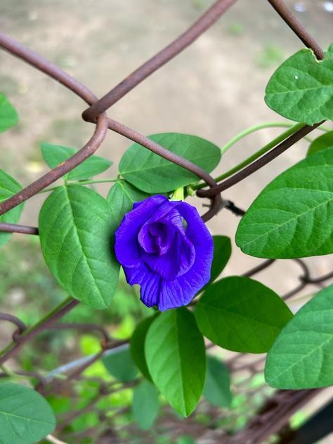 Butterfly pea flower Blue Butterfly Pea Flower, Butterfly Pea Flower, Butterfly Pea, Pea Flower, Blue Butterfly, Tree Art, Peas, Plants, Flowers