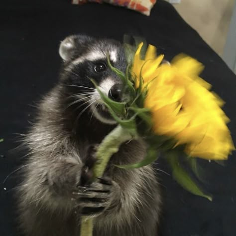 karl bought flowers Raccoon Aesthetic, Profile Picture Cute, Pfp Profile, Cute Flower, Icon Pfp, Profile Picture, Yellow, Flowers