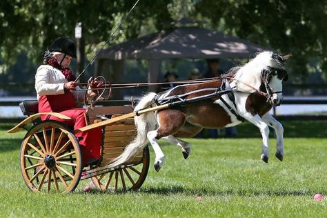 Carriage Driving Is a Competitive Sport in Wisconsin - Atlas Obscura Reverse Psychology, Carriage Driving, Psychology Courses, Atlas Obscura, Miniature Horse, Nascar Drivers, Big Show, The Race, Race Track