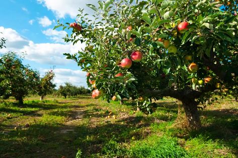 Small Fruit Trees, Growing Fruit Trees, Annual Garden, Apple Farm, Zone 9, Blueberry Bushes, Growing Fruit, Apple Picking, Apple Tree