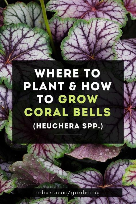 Do you want to know how to propagate Heuchera? Heucheras, also known as coral bells, add color and texture to any garden.Coral bell plants prefer partially shaded areas, but some varieties do better in full sunlight.They should be planted in moist, well-drained, medium to rich fertilized soil.When it comes to watering, these plants don't require much but make sure they are constantly moist.Fortunately, not only are they low-maintenance, but it's alsovery easy to propagate heuchera plants. Coral Bells Landscaping, Heuchera Garden Ideas, Heuchera Varieties, Coral Bells Plant, Coral Bells Heuchera, Garden Rocks, Texas Panhandle, Shade Gardens, Coral Bells