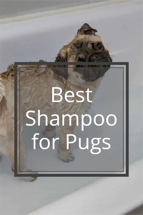 Pug Zu, Pug Facts, Pug Accessories, Best Dog Shampoo, Puppy Shampoo, Best Shampoo, Pug Mom, Best Puppies, Dog Brushing