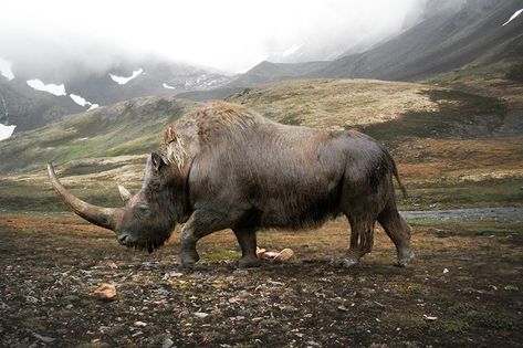 Woolly Rhino, Stone Age Animals, Ice Age Animals, Extinct Species, Prehistoric Wildlife, Prehistoric World, Ancient Animals, Prehistoric Art, Paleo Art