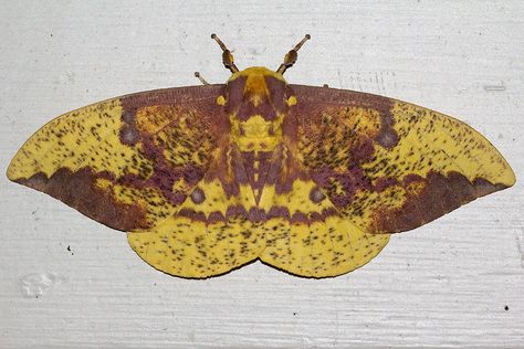 An Imperial Moth in Harford Co., Maryland (7/20/2014). (Photo ID: 19569 - Psn: 2) Imperial Moth, Biodiversity Project, Twenty Dollar Bill, Interesting Creatures, Bald Cypress, Pottery Inspo, Moth Caterpillar, Kingdom Animalia, Living Things