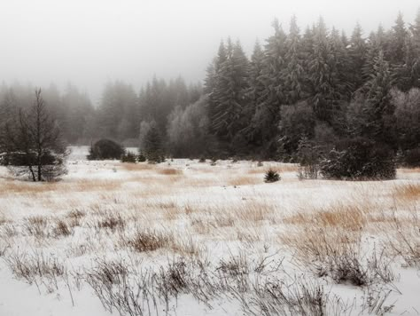 field of winter..... Snow Field Aesthetic, Snowy Plains, Winter Grass, Snow Field, Wallpaper Snow, 3d Wallpaper For Room, Snow Scenery, Winter Landscape Photography, Snowy Background