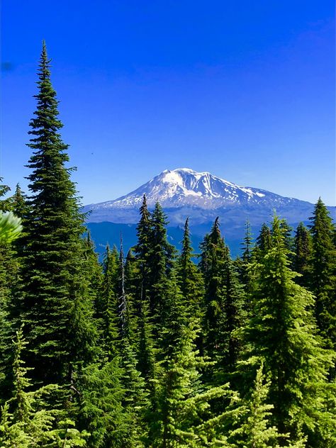 Outventure of the Week: Hiking the Lemei Trail, Indian Heaven Wilderness, WA Each day this week we’ll share a new photo of this outventure. To see a slideshow or read about this location, follow the link. #hikingadventures #hikingtrails #outdoorlife #greatoutdoors #outdooradventures #beautifuldestinations #MountAdams #IndianHeaven Wilderness #Washington #GreyOtterOutventures Wilderness Wallpaper, Forest Washington, Gifford Pinchot National Forest, Alaskan Wilderness, Mount St Helens, Mount Hood, St Helens, Banff National Park, Day Hike