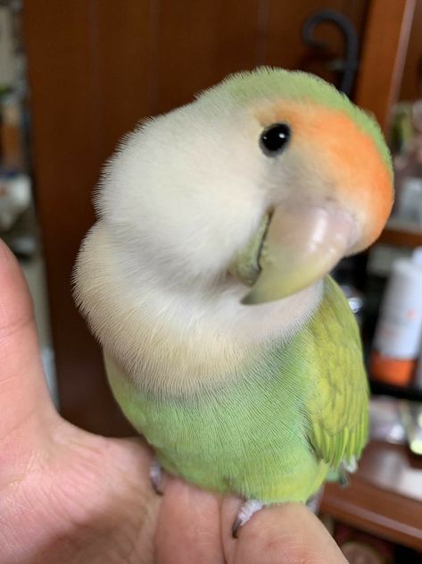 Cute Pet Birds, Love Birds Pet, Birds Pet, Birds Cute, Bird Pet, Love Bird, Parakeets, Parrot Bird, Funny Birds