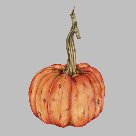 Hand drawn watercolor of pumpkin | free image by rawpixel.com How To Draw Pumpkins, Pumpkin Wall Decor, Pumpkin Wall, Autumn Wall Art, Pumpkin Drawing, Art Pumpkin, Pumpkin Illustration, Pumpkin Vector, Vintage Gallery