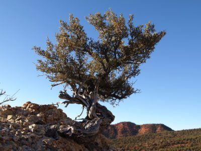 Mountain Mahogany Info - Tips On Caring For Mountain Mahogany Shrubs Mountain Mahogany, Rose Plant Care, Rainforest Plants, Outside Plants, Plant Pests, California Mountains, Plant Problems, Rose Family, Planting Roses