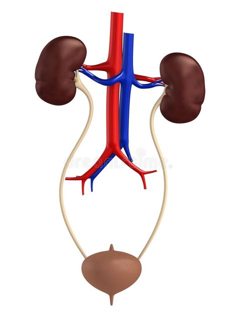 Female urinary system. 3d rendered anatomy illustration of a female urinary syst #Sponsored , #ad, #Affiliate, #system, #female, #syst, #urinary The Urinary System, Abdominal Aorta, Excretory System, Biology Projects, Basic Anatomy, Urinary System, Cc Cycle 3, Medical Malpractice, Medical Pictures