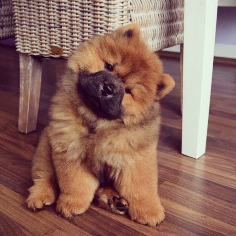 Top 5 Most Naughty Dog Breeds | PetPress Chow Chow Dog, Chow Dog, Chow Chow, Puppies, Dogs