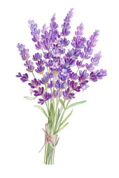 Get Creative with These Lavender Drawing Ideas - and Watercolor Ideas Too Orchid Bouquet Drawing, Lilac Bouquet Drawing, Lavender Aesthetic Drawing, Lavender Bouquet Drawing, Purple Flower Illustration, Lilac Flowers Drawing, How To Draw Lavender, Lavender Reference, Lavender Flowers Drawing