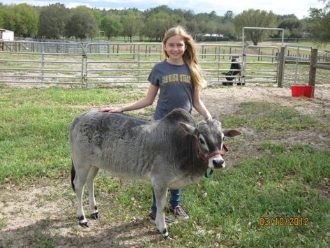 miniature zebu Miniture Cows, Zebu Cattle, Zebu Cow, Miniature Cattle, Miniature Cows, Outdoor Dog House, Blue Heeler Dogs, Mini Cows, Mini Horse