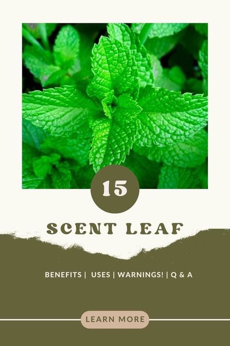 Scent leaf benefits Leaf Health, Fat Removal, Eating Raw, Interesting Facts, Insomnia, Side Effects, Blood Pressure, Facts About, Health Benefits