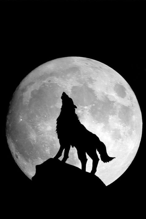 Full moon and wolf 1366x768 Wallpaper, Bark At The Moon, Wolf Background, Regnul Animal, Wolf Images, 그림 낙서, Wolf Photos, Wolf Wallpaper, Howl At The Moon