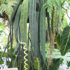 Anthurium (Anthurium wendlingeri) Anthurium Wendlingeri, Wishlist Plants, Anthurium Plant, Weird Plants, Merritt Island, Leafy Plants, Unusual Plants, Interior Plants, Unusual Flowers