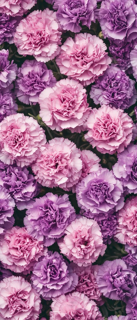 Pink And Purple Flowers Aesthetic, Floral Wallpaper Iphone Vintage, Carnation Wallpaper, Hd Ipad Wallpapers, Pastel Pink And Purple, Te Fiti, Purple Carnations, Calm Art, Spiritual Wallpaper