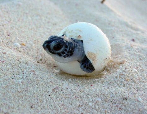 Turtle Nesting Season in Tulum Sea Turtle Facts, Sea Turtles Hatching, Baby Reptile, Turtle Hatching, Turtle Facts, Sea Turtle Pictures, Baby Sea Turtles, Baby Sea Turtle, Tortoise Turtle