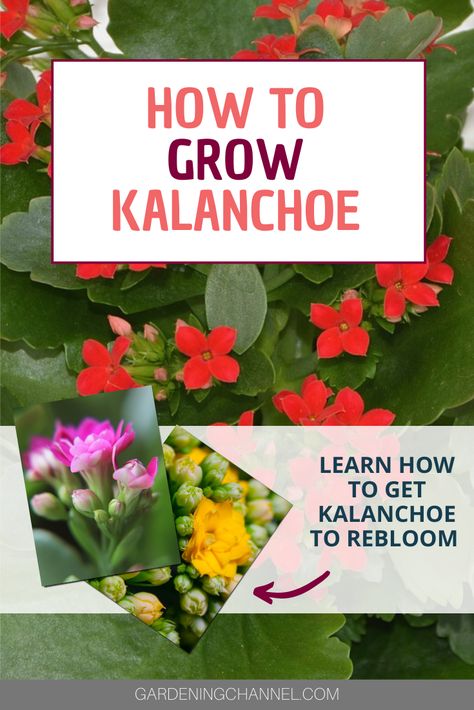 Flowering Succulents Plants, Kalanchoe Plant Care, Kalanchoe Flowers, Kalanchoe Plant, Different Types Of Plants, Low Maintenance Garden Design, Diy Container Gardening, Kalanchoe Blossfeldiana, Plants Care