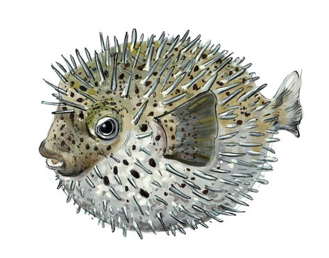 Art illustration - Oceans & Seas - Porcupinefish: { Diodontidae } Sometimes they confused with pufferfish, with which they are closely related, and which differ by the presence of thorns on his body. hedgehog fish have fins wider pectorals, lack suture in the center of the top and bottom of the strongest peak, and have larger eyes. They have the ability to inflate their body by swallowing water (or air) turning round like a ball. A second defense mechanism is its sharp thorns. Blowfish Illustration, Pufferfish Illustration, Puffer Fish Illustration, Pufferfish Tattoo, Pufferfish Drawing, Pufferfish Art, Puffer Fish Drawing, Puffer Fish Art, Sea Creature Jewelry