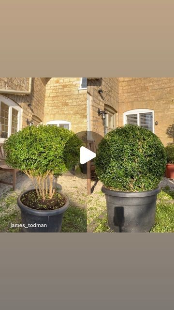 James Todman on Instagram: "Two overgrown Buxus. One I turned into a multi-stem and the other into a ball. Which shape do you prefer?   #topiary #boxwood #buxus #creative #clipping #pottedboxwood #box #handclipped #greensculpture #organicart #topiaryart #🟢" Front Door Boxwood Planters, Topiary Boxwood, Boxwood Planters, Wintergreen Boxwood, Exterior Landscaping, Boxwood Tree, Box Wood Shrub, Boxwood Garden, Boxwood Balls