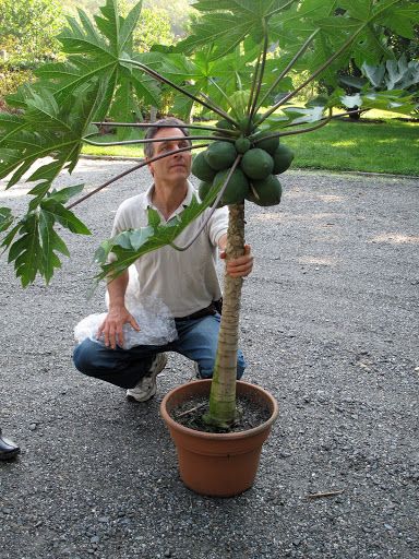 Papaya Growing, Papaya Plant, Papaya Tree, Garden Nails, Gardening Aesthetic, Aesthetic Garden, Garden Aesthetic, Design Garden, Gardening Tools