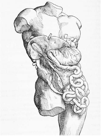 A SIXTEENTH-CENTURY ANATOMICAL DIAGRAM OF THE INTERNAL ORGANS, SHOWING THE STOMACH, LIVER, INTESTINE, AND GALLBLADDER. (© Corbis. Reproduced by permission.) Human Anatomy Reference Organs, Human Organs Sketch, Human Anatomy Art Organs, Internal Organs Art, Intestine Gore Art, Internal Anatomy Drawing, Organ Art Drawing, Organs Art Reference, Anatomy Reference Organs