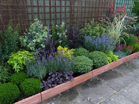 evergreen perenial border — BBC Gardeners' World Magazine Garden Ideas Australia, Garden Border Plants, Small Front Gardens, Front Gardens, Evergreen Garden, Garden Border, Back Garden Design, Garden Shrubs, Evergreen Plants