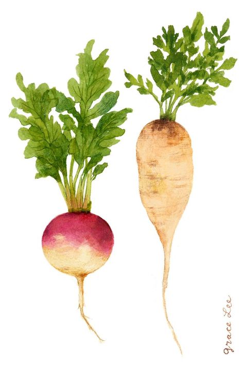 Turnip and parsnip. Watercolour, gouache, pencil crayon, and finished in digital (Photoshop and Procreate), fall harvest food illustrations #theydrawtober - They draw & cook Turnip Watercolor, Watercolor Vegetables Simple, Turnip Illustration, Turnip Drawing, Veggie Watercolor, Fall Harvest Food, Veggie Illustration, Watercolour Vegetables, Vegetable Drawings