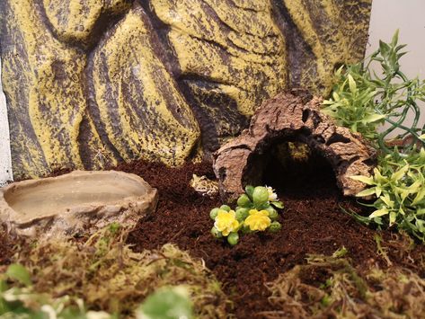 Pacman Frog Enclosure, Hypno Toad, Frog Enclosure, Hamster Enclosure, Frog Terrarium, Pacman Frog, New Tank, Toad, Animals Pets