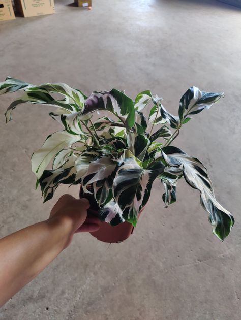 6” Calathea Stella Plants