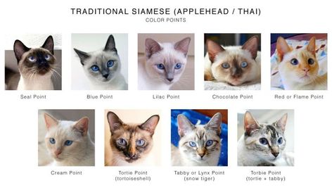 Color Point Shorthair Cat, Cats Colors, Shingle Colors, Cat Ideas, Animal Character, Siamese Kittens, Cat Colors, Cat Care, Siamese Cats