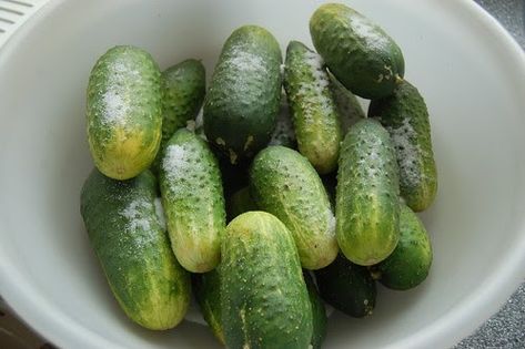 The summer glut of gherkins is in full flood so I have put together this recipe for a sweet pickling vinegar to pickle gherkins. I went for ... Sweet Gherkin Pickle Recipe, Refrigerator Canning, Pickled Gherkins, Canning Pickles Recipe, Onion Jam Recipe, Sweet Pickles Recipe, Marinated Vegetables, Canning Pickles, Jar Food