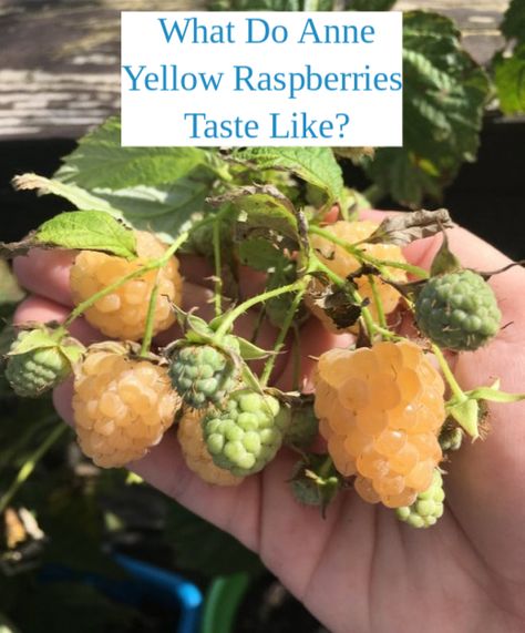 Raspberry Farm, Different Types Of Raspberries, Raspberry Bush Aesthetic, Wild Black Raspberries, Yellow Raspberries, Types Of Berries, Red Raspberry, Exotic Fruit, Golden Color