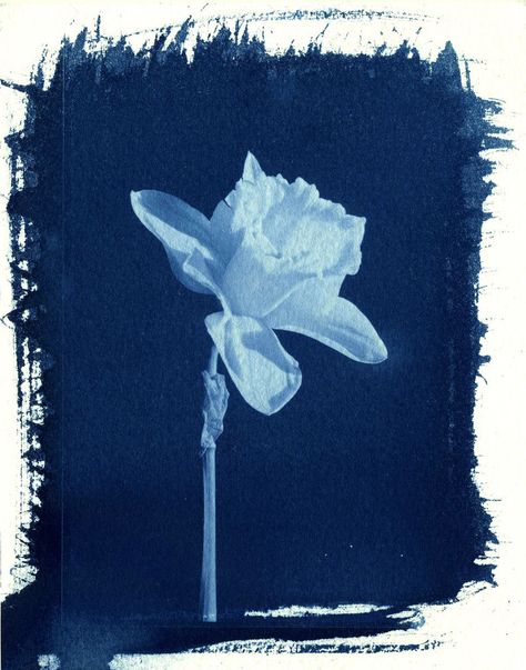 cyanotype Alternative Photography, Wet Felting Projects, Wild Poppies, Artist Blog, Photo Processing, Felting Projects, Blue Aesthetic, Blue Print, Daffodils