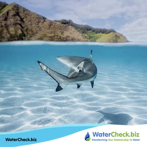 An optimist is the most radical thing you can be.   #WaterThanks Happy Thursday #WaterDrop  @WaterCheck.biz Blacktip Reef Shark, Black Tip Shark, Shark In The Ocean, Shark Photos, Shark Pictures, Reef Shark, Shark Art, Beautiful Sea Creatures, About Water