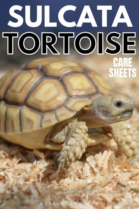 Sulcata Tortoise Diet, Pet Turtle Care, Outdoor Tortoise Enclosure, Elephant Food, Tortoise Food, Turtle Care, Tortoise Table, Tortoise House, Tortoise Enclosure