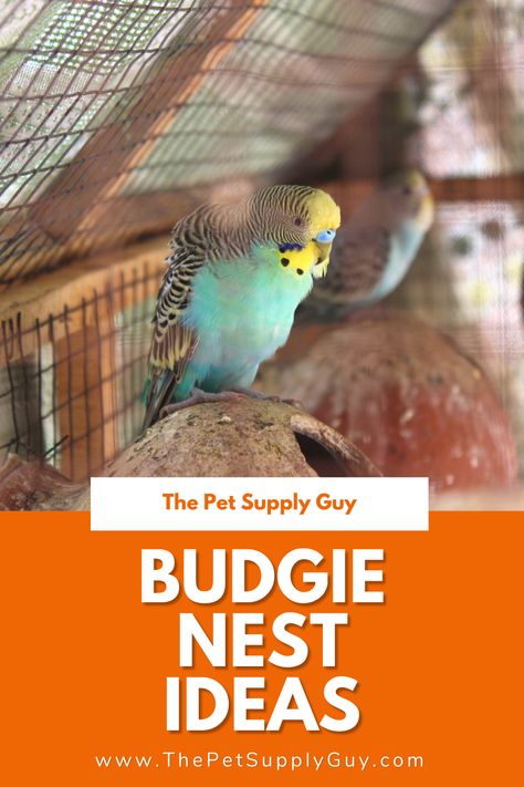 Parakeet Cage Ideas, Diy Budgie Toys, Nesting Boxes Diy, Homemade Bird Toys, Parakeet Care, Best Pet Birds, Nest Ideas, Budgie Cage, Parakeet Toys