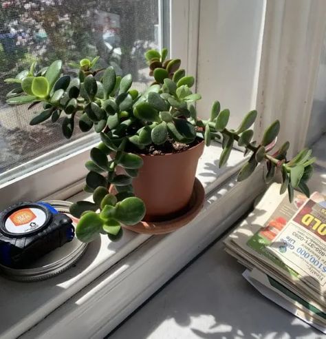 Why Does My Jade Plant Grow Down - 3 Likely Causes! 2 Feng Shui Plants, Jade Plant, Plant Problems, Evergreen Plants, Jade Plants, Easy Plants, Plant Needs, All About Plants, Cool Plants