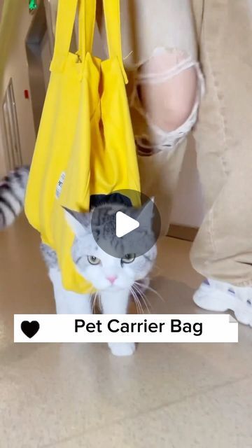 Nio Pets on Instagram: "Travel in style with our Cat Carrier Bag! 🐾✈️ Designed for comfort and convenience, this spacious bag is the purrfect way to take your feline friend on adventures. Safe, snug, and stylish – because every journey deserves a touch of feline flair! 😺👜 #CatTravel #PawsomeAdventures" Cat Carrier Bag, Pet Carrier Bag, Cat Travel, Instagram Travel, Cat Carrier, Travel In Style, Cat Diy, Carrier Bag, Pet Carriers