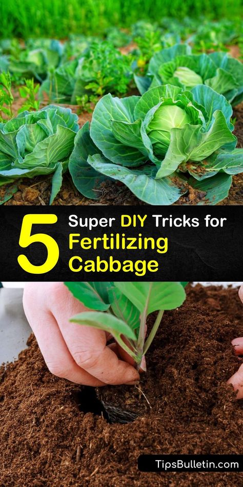 Granular and liquid fertilizers improve the health and yield of growing cabbage plants. Feed a green or red cabbage plant with organic fertilizer like compost or craft a simple Epsom salt cabbage fertilizer. #homemade #fertilizer #cabbage Stir Fry Cabbage, Garden Fertilizers, Fry Cabbage, Homemade Fertilizer, Growing Cabbage, Diy Fertilizer, Cabbage Plant, Growing Cilantro, Grafting Plants