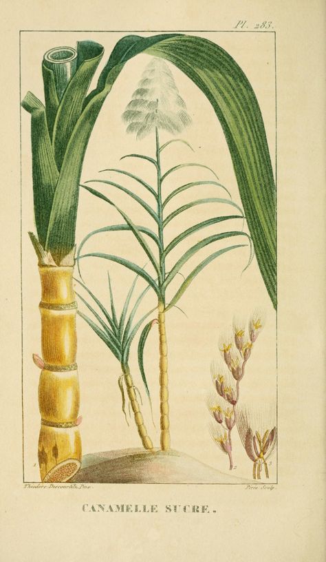 Sugar Cane Plant, Cane Plant, Fauna Illustration, Plants Illustration, Botanical Illustration Vintage, Edwardian Art, Vintage Printable, Old Book Pages, Plant Drawing